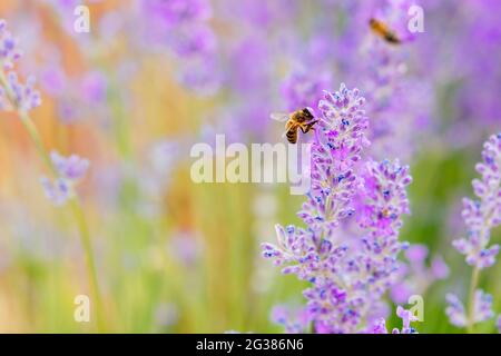 Api di miele che raccolgono il polline dalla lavanda viola. Bauzana, Guadalajara, Castilla - la Mancha, Spagna, Europa Foto Stock