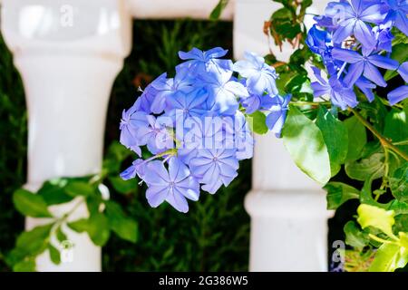 Una pianta di Plumbago blu in fiore accanto alla parete bianca. Toremolinos, Málaga, Andalucía, Spagna, Europa Foto Stock