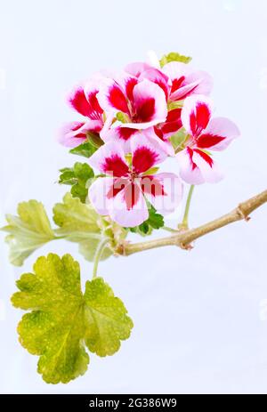 Pelargoniums regali isolati su bianco. Pelargonium è un genere di piante da fiore che comprende circa 280 specie di piante perenni, succulenti e arbusti Foto Stock