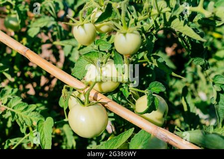 Pomodori verdi che crescono sulla pianta del pomodoro in un orto biologico. Málaga, Andalucía, Spagna, Europa Foto Stock