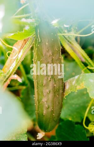 Cetrioli che crescono sulla pianta del cetriolo in un orto biologico. Málaga, Andalucía, Spagna, Europa Foto Stock