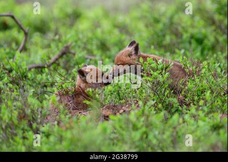 Due giovani Red Foxes con i loro naso quasi toccanti. Un momento carino. Foto Stock