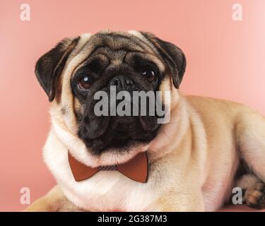 Carino cane Pug con bowtie su sfondo rosa. Foto Stock