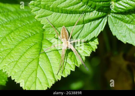 Nido web ragno (Pisaura mirabilis). Famiglia Pisauridae. Sulle foglie in un giardino olandese in primavera. Giugno, Paesi Bassi Foto Stock