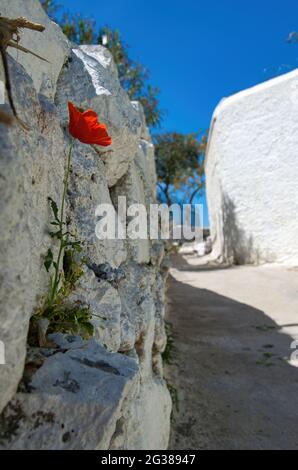 Quartiere di Anafiotika, sotto l'Acropoli, fotografia di strada, Atene, Grecia. Foto Stock