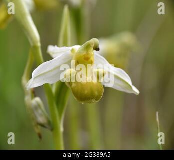 Ape Orchidea fiore (Ophrys apifera chlorantha). Situato in vecchie terrazze agricole a la Rioja, Spagna. Foto Stock