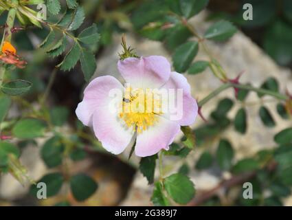 Rosa canina fiore, colore rosa e bianco, pistilli gialli. Giornata di sole accanto al muro di pietra a secco in un villaggio abbandonato. Foto Stock