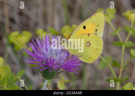 Giallo nuvoloso (Colias croccea) su un fiore Foto Stock