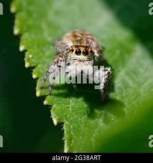 Femmina Carrhotus xantogramma (ragno di salto) su una foglia Foto Stock