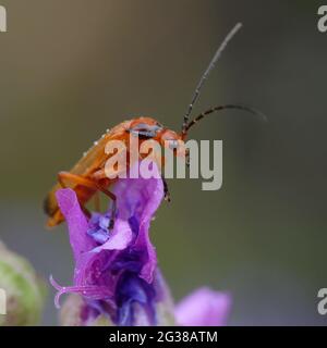 Scarabeo di soldato rosso comune o scarabeo di Bloodsucker o scarabeo di Bonking di Hogweed (Rhagonycha fulva) Foto Stock