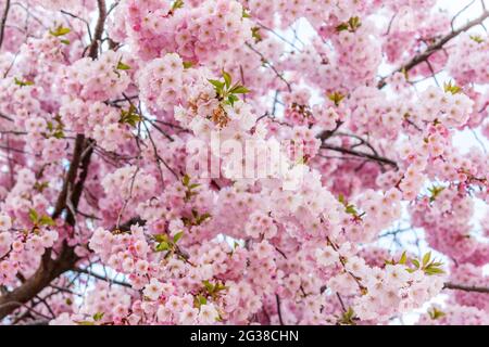 Bell'albero di fiori di ciliegio primaverile. Profondità di campo poco profonda. Foto Stock