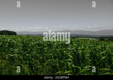 Vista panoramica di un campo coltivato in primavera, con papaveri, girato a Friburgo, Svizzera Foto Stock