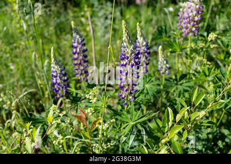 Cartolina botanica: Bellissimi fiori viola lupino su sfondo verde, spazio copia Foto Stock