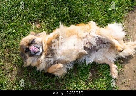 Il cane pekingese dai capelli rossi si trova sulla sua schiena su erba verde da vicino Foto Stock