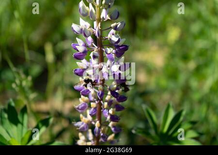 Cartolina botanica: Bel fiore lupino bianco e viola con ape su di esso sul retro verde, spazio copia Foto Stock