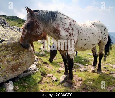 cavalli selvatici in montagna Foto Stock