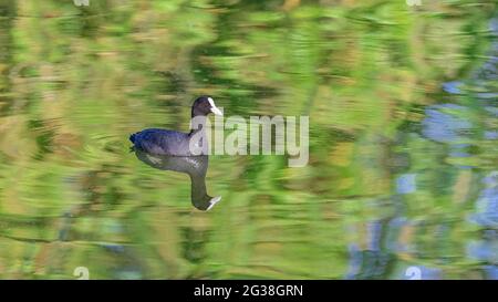 Un piede eurasiatico, uccello che nuota sul lago Vincennes, con riflesso degli alberi Foto Stock
