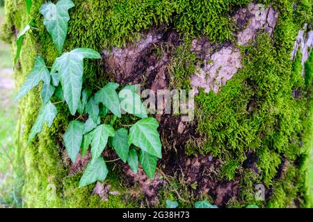 Muschio, lichene, edera sulla corteccia di albero. Messa a fuoco selezionata . Foto Stock