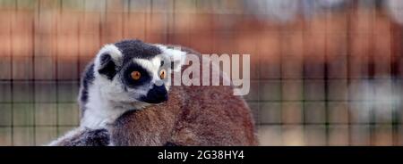 Lemur Catta, un animale curioso Foto Stock