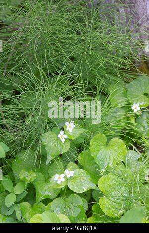 I violetti selvatici e l'Equisetum su Many Springs Trail in una valle montana delle Montagne Rocciose, il Bow Valley Provincial Park, Alberta, Canada Foto Stock