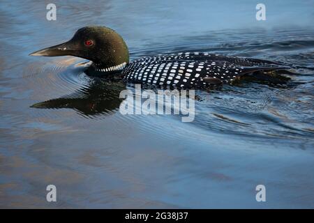 Comune Loon (Gavia immer) nuoto in acqua stagno in un santuario degli uccelli urbano durante una sosta migrazione Foto Stock