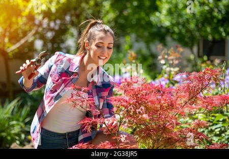 Attraente giovane donna rifinitura decorativo rosso acer. Giardiniere femminile usando cesoie a mano per potare l'albero. Foto Stock