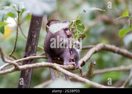 Una coppia di baby scimmie macaco in Indonesia Foto Stock