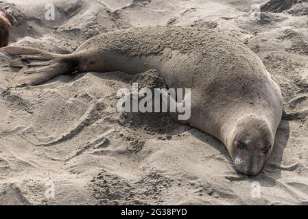 San Simeon, CA, USA - 12 febbraio 2014: Punto di vista dell'Elefante Seal. Primo piano di un grande mammifero grigio su sabbia grigia. Foto Stock