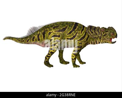 Pachyrhinosaurus era un dinosauro erbivoro ceratopsiano che visse ad Alberta, in Canada, durante il periodo cretaceo. Foto Stock