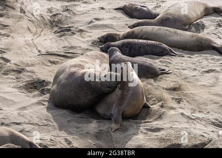 San Simeon, CA, USA - 12 febbraio 2014: Punto di vista dell'Elefante Seal. I tribunali maschili femmina visibilmente godendo l'attenzione. Foto Stock