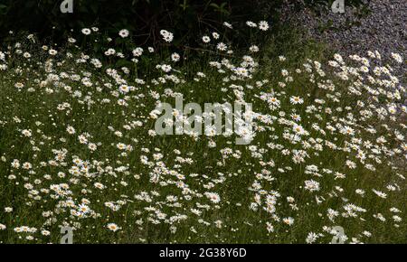 Camomilla o Margherita occhio di bue prato vista da sopra lo sfondo Foto Stock