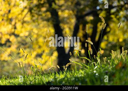 New York City - USA - Ott 31 2020: Bei colori di Foliage del New York Central Park South Foto Stock