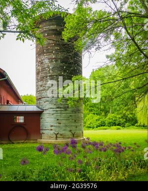 fiori porpora di porro selvatico fioriscono di fronte allo storico silo rotondo restaurato e fienile rosso in primavera Foto Stock