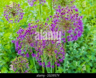 porro selvatico, fioritura dell'allio: grandi palle di piccoli fiori di petalo viola Foto Stock