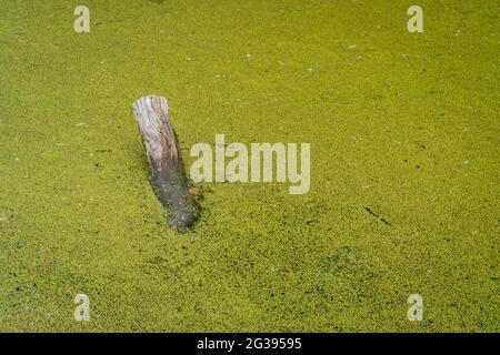 un ceppo sommerso in un laghetto coperto con erba d'anatra comune Foto Stock