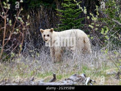 Molto rara mutazione bianca dell'orso nero americano (Ursus americanus), Spary Lakes Provincial Park, Kananaskis Country, Alberta. Foto Stock
