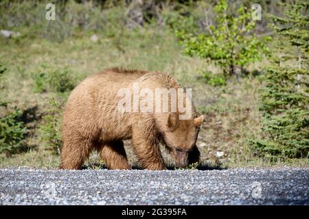 Orso nero americano rivestito di cannella (Ursus americanus) che si nuota su dandelioni, Spray Lakes Provincial Park, Kananaskis Country, Alberta, Canada Foto Stock