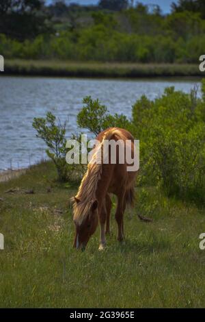 Il cavallo beige selvatico bicolore si muove liberamente mentre si nutre di erba da spiaggia e di cordgrass alla Chesapeake Bay, Assateague Island National Seashore a Berlino, Foto Stock