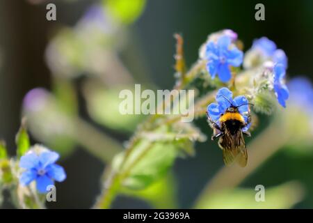 Durante l'estate, in un giardino costiero dell'Inghilterra meridionale, un bumblebee (bombus terrestris) dalla coda di un operaio atterra su un bugloss sempreverde o su "cinque lingue" Foto Stock