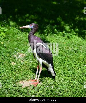 Ciconia abdimii Foto Stock