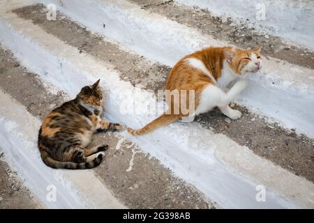 Due gatti su gradini bianchi a Samos Foto Stock