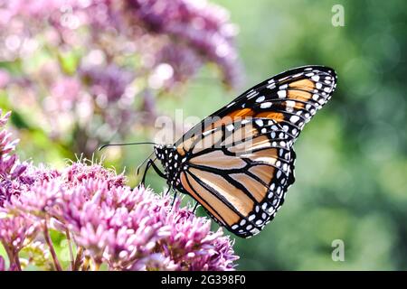 Una farfalla monarca (Danaus plexippus) in bella luce d'ora d'oro che si alimenta sul nettare di Joe-Pye erbacce (Eutrochium purpureum.) Spazio di copia. Foto Stock