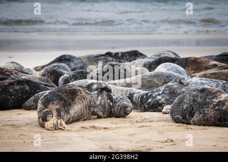 Grande colonia di foche grigie a Great Blasket Island, Irlanda Foto Stock