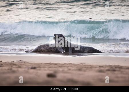 Grande colonia di foche grigie a Great Blasket Island, Irlanda Foto Stock