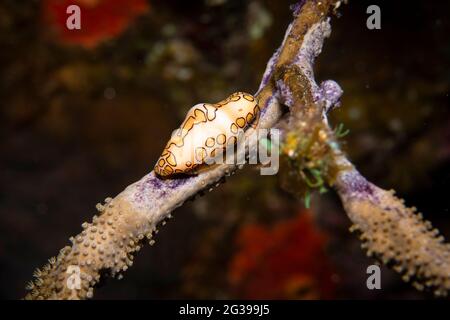 Lingua Flamingo su un corallo, fotografia subacquea a Cozumel Messico Foto Stock