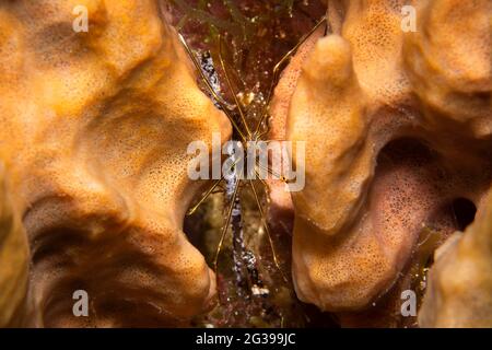 Yellowline freccia granchio sott'acqua. Immersioni subacquee a Cozumel Messico. Foto Stock