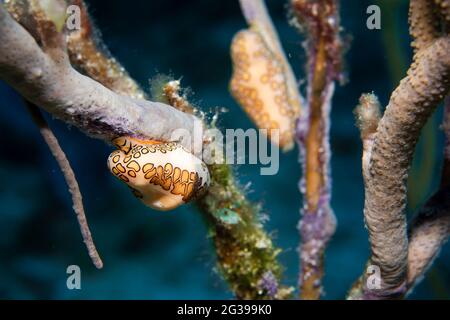 Lingua Flamingo su un corallo, fotografia subacquea a Cozumel Messico Foto Stock