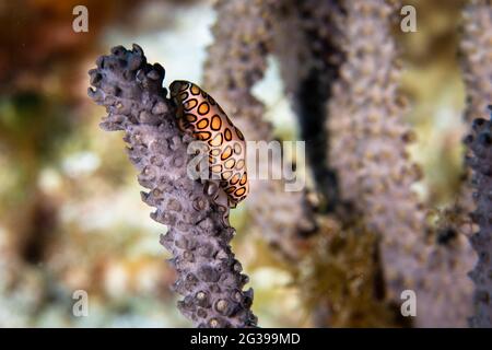 Lingua Flamingo su un corallo, fotografia subacquea a Cozumel Messico Foto Stock