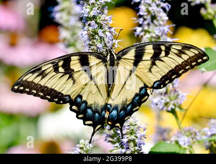 Closeup di una coda di rondine della tigre orientale (Papilio glaucus) con le ali aperte sullo sfondo di bellissimi colori floreali del giardino. Spazio di copia. Long Island, NY Foto Stock