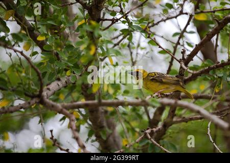 Tessitore del villaggio, uccello giallo su un ramo a Mauritius Foto Stock